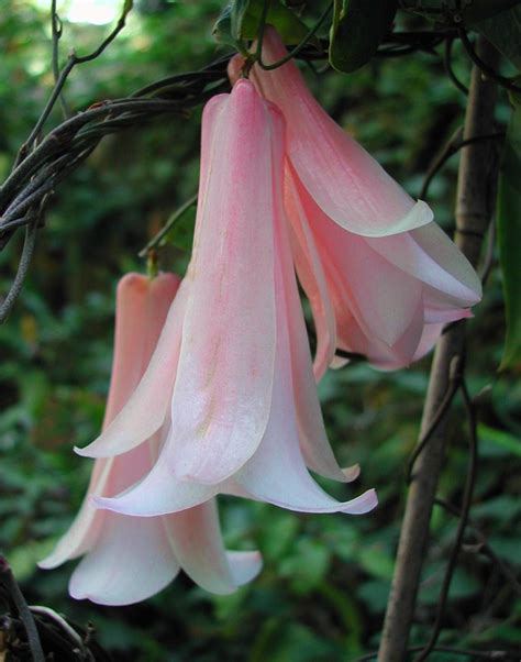 Beautiful, rare Chilean Bellflower! - Lapageria rosea - Pink hybrid! | eBay