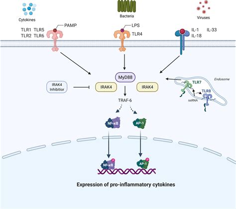 Interleukin Signaling Pathway