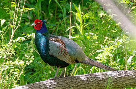 The Green Pheasant: Japan’s National Bird – JapanPassage