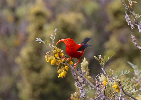 Hawaii Endemic Birds - Birdtripper