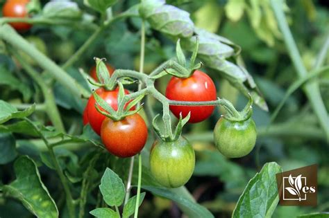 How to Prune Cherry Tomato Plants: The Right Approach - Evergreen Seeds