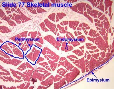 perimysium histology - Google Search | Muscle, Human anatomy and ...