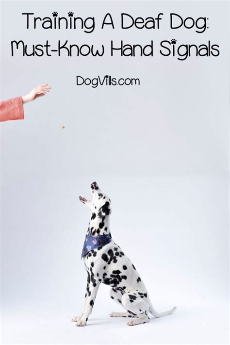 Top 8 Hand Signals To Teach Your Dog (including Deaf Ones)