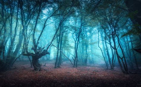 Beautiful dark mystical forest containing forest, tree, and autumn | Nature Stock Photos ...