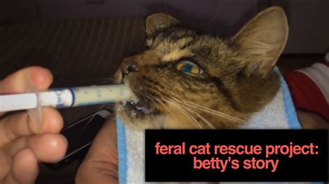 Feral Cat Rescue Project: Betty's Story - YouTube