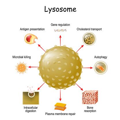 Lysosome Function And Multitask Stock Illustration - Download Image Now - iStock