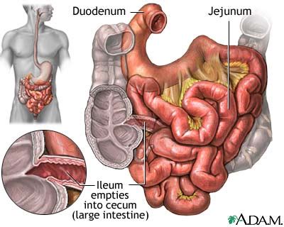 Usus Halus | BIOLOGIPEDIA