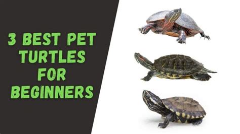 3 Best Pet Turtles for Beginners - TurtleHolic