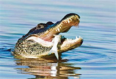 Fish & Fishing – How Alligators Catch Fish - Coastal Angler & The ...