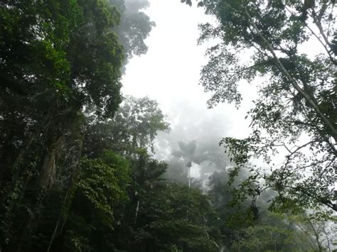 Clima tropical úmido: [Conceito, Características, Flora, Fauna e ...