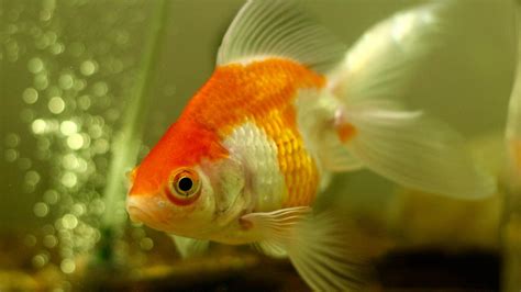 How to Dispose of Your Pet Goldfish with Dignity (and Respect for the Environment, Too ...