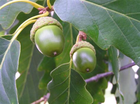 Chestnut Oak - - Purdue Fort Wayne