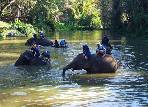 Elephant Conservation Center in Lampang, Thailand