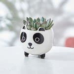 Mini Echeveria Succulent & Panda Planter | Moonpig