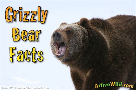 Grizzly Bear Facts For Kids & Students: Pictures, Information & Video