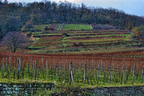 Vineyards in Alsace | The vineyards of Alsace take over ever… | Flickr