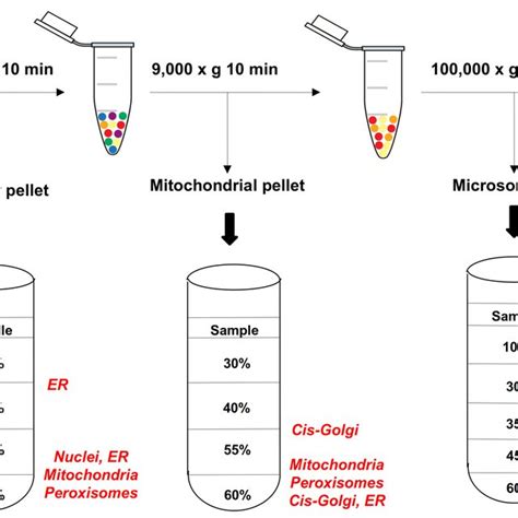 Subcellular fractionation protocol of CHO cells by combining mechanical... | Download Scientific ...