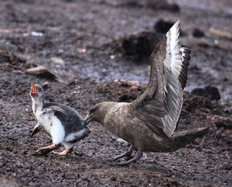 Birdbrained Skuas | California Academy of Sciences