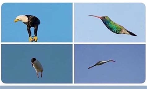 Birds without wings. Why? Someone had to. - 9GAG