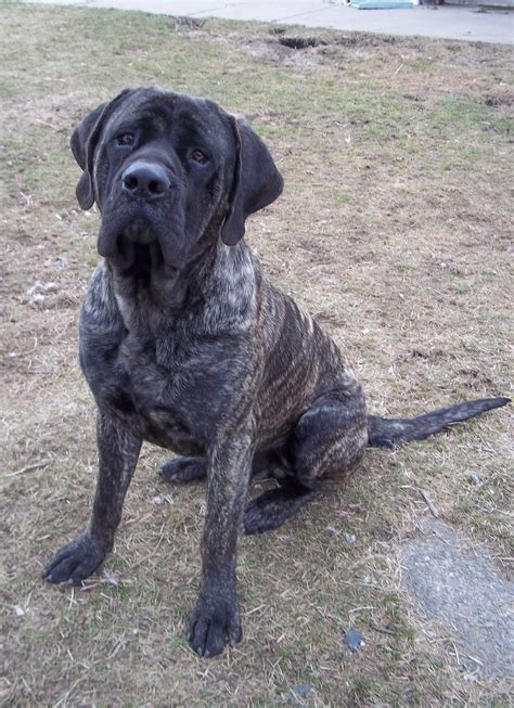 Love My English Mastiff *** You can get additional details about pet ...