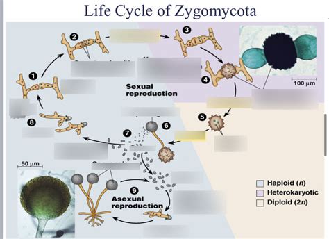 Zygomycota Life Cycle Diagram | Quizlet