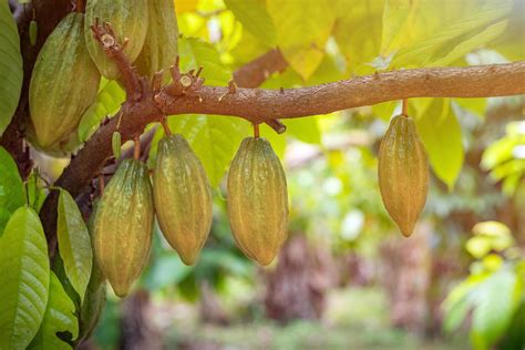 Cacao fruit on a cacao tree in tropical rainforest farm. 6694373 Stock Photo at Vecteezy