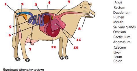 Ruminant Digestive System Diagram