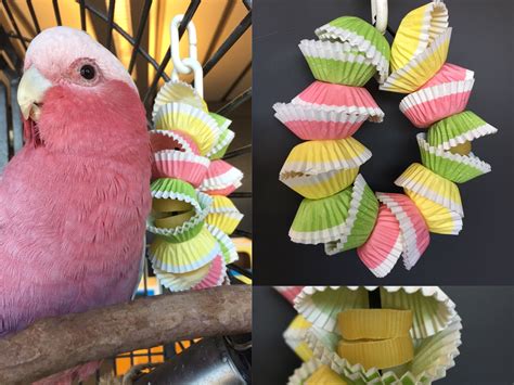 Foraging parrot toy made with cupcakes liners #parrotcageideas | Parrot toys, Diy bird toys ...