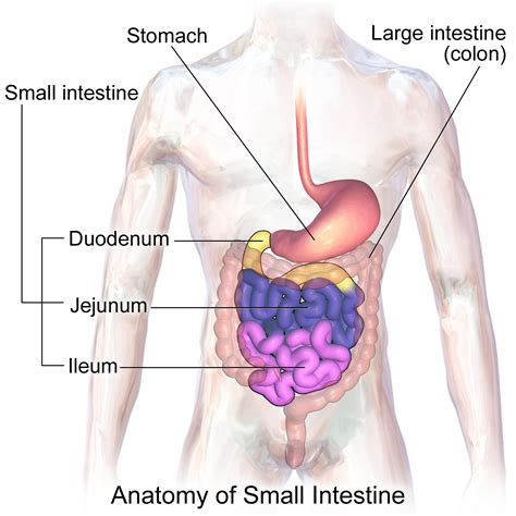 Small intestine - Wikipedia