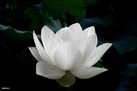 Bộ sưu tập 999+ hình nền hoa sen trắng tuyệt đẹp - Đồng hành cùng hình nền hoa sen trắng chất ...
