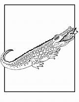 Free Printable Crocodile Coloring Pages For Kids sketch template