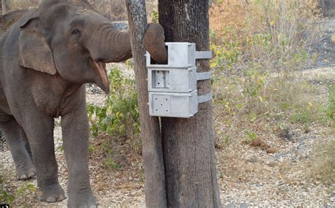 Clever wild elephants show off their puzzle-solving skills in new video