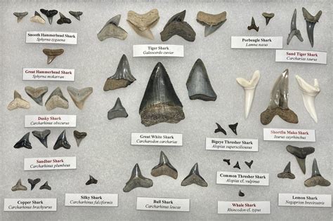 Identification Types Of Shark Teeth at Ariel Eaker blog