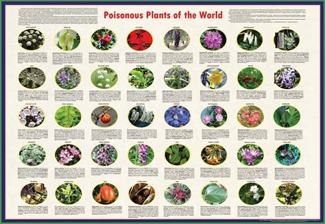 One week have a poster with poisonous and non-poisonous plants pictured on it with the header ...