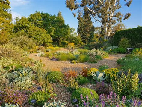 Self Seeders in Gravel Gardens - The Beth Chatto Gardens