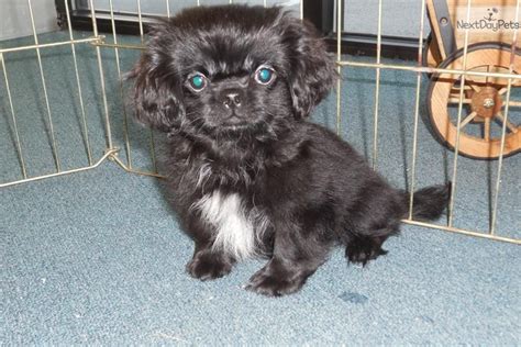 Peke/Shih Tzu Mix Puppy**FEMALE** | Pekingese, Pekingese puppies for ...