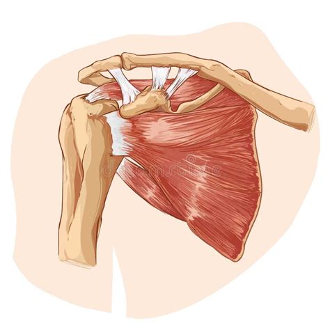 Orthopedic Anatomy Stock Illustrations – 15,447 Orthopedic Anatomy Stock Illustrations, Vectors ...