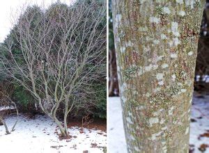 Serviceberry, Amelanchier spp. – Wisconsin Horticulture