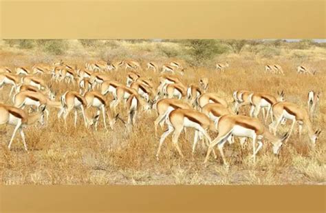 Springbok - Description, Habitat, Image, Diet, and Interesting Facts