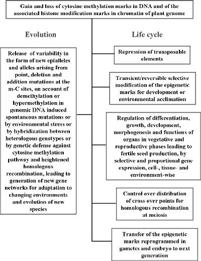 Inheritance and roles of epigenetic marks in plants. | Download Scientific Diagram