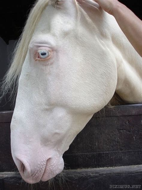 Great Pictures of Albino Animals | Animals