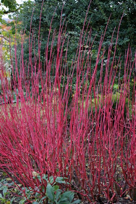 Red Twig Dogwood - Gardening @ From House To Home