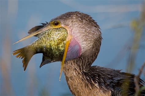 Bird eats fish - Funny pictures of animals