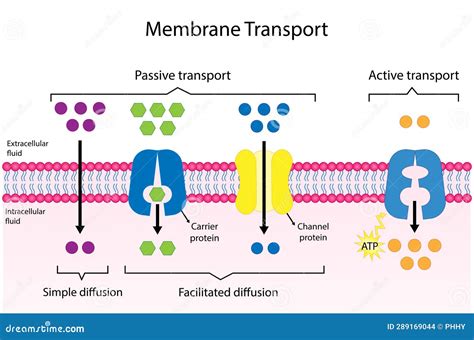 Active Vs Passive Transport, Molecules Movement In Cell. Membrane Transport, Diffusion And ...