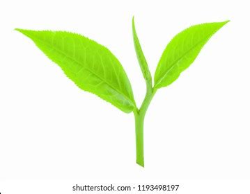 Two Leaves And A Bud Royalty-Free Images, Stock Photos & Pictures | Shutterstock