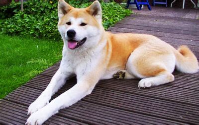 Akita temperament