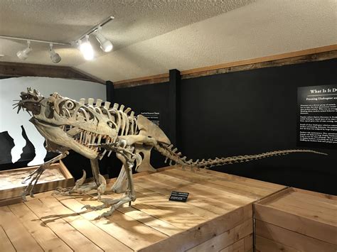 Saw this lovely utahraptor at the Morrison Natural History Museum in Morrison, CO. : r/Paleontology