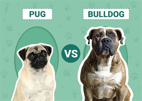 Pug vs Bulldog: Differences Explained (With Pictures) – Dogster