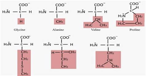 Amino Acids Chart Polar Nonpolar