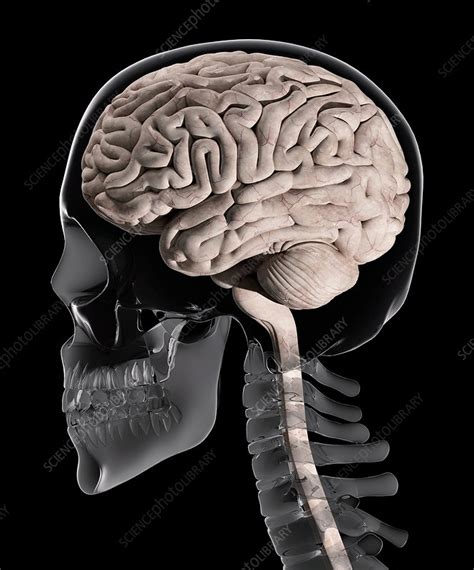 Brain and skull anatomy, illustration - Stock Image - C038/4318 ...